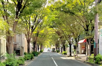 日本の美しい景観－芦屋の街路樹－